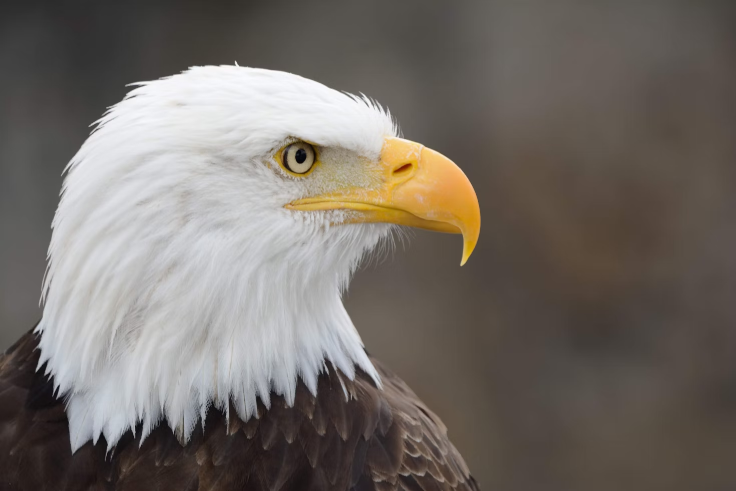 bald eagle with white feathers