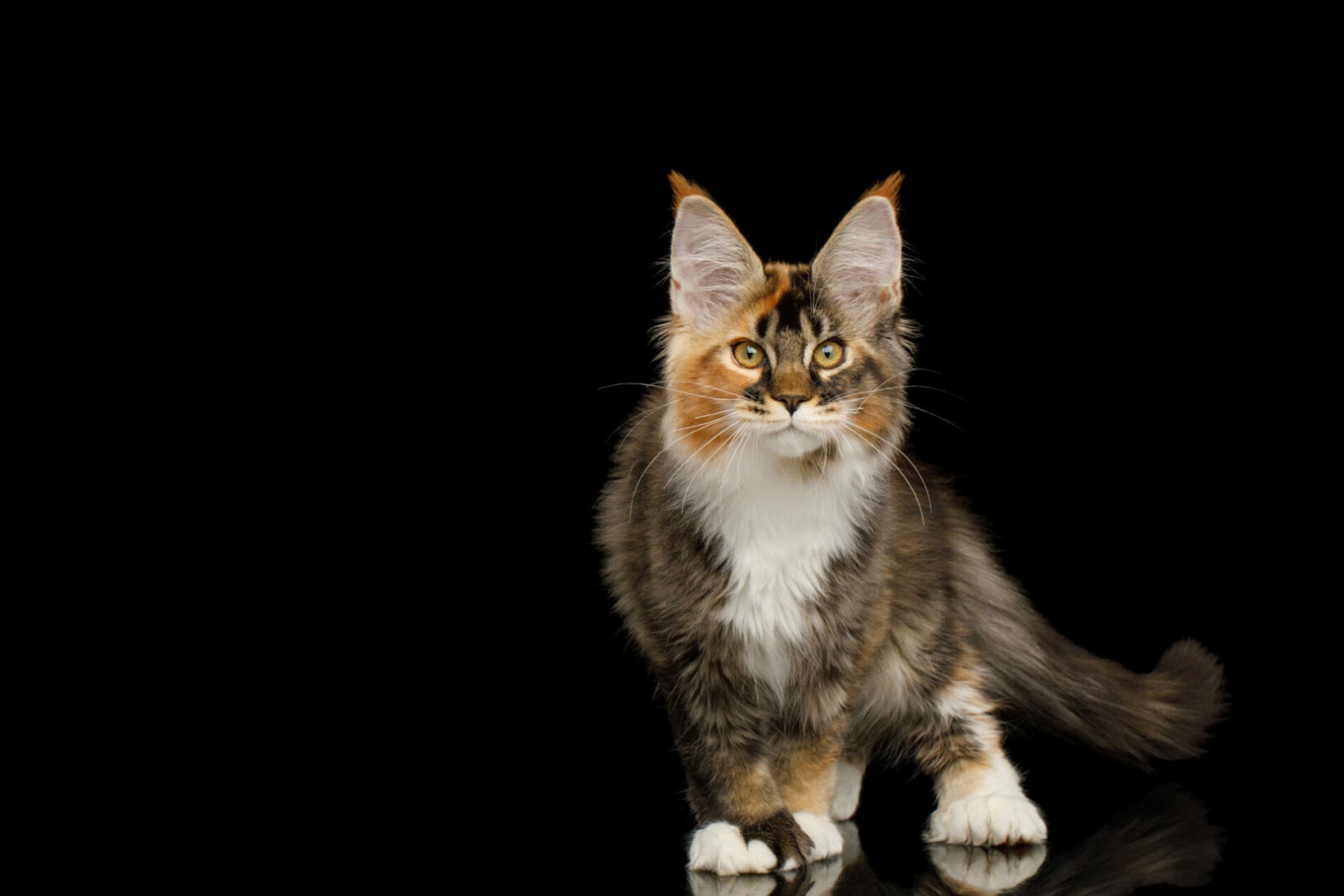 Maine Coon Polydactyl cat