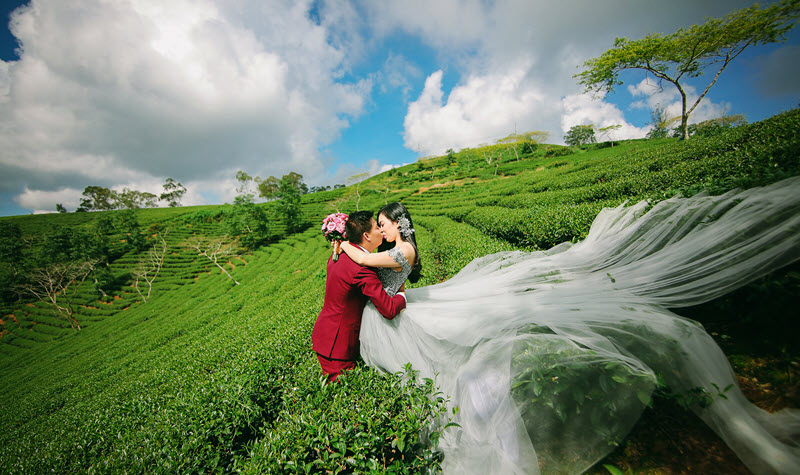 Đồi chè Cầu Đất Farm