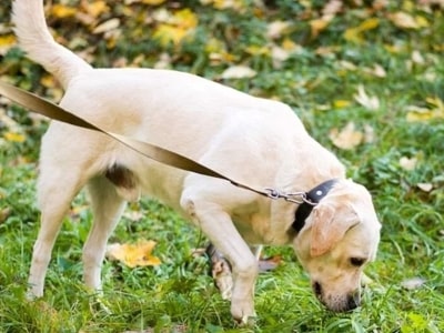 Labrador dog sniffing