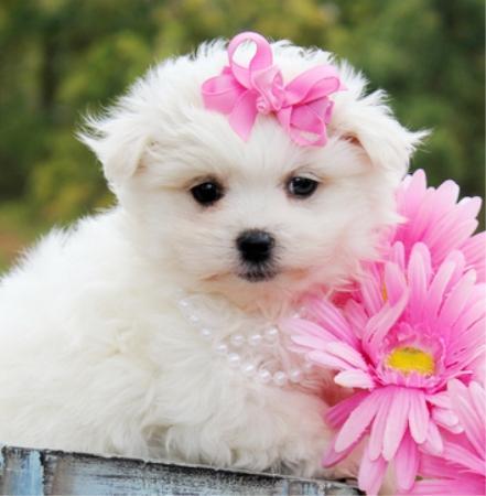 maltese puppy breed