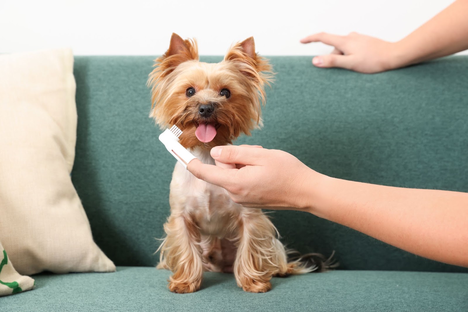 small dog dental care