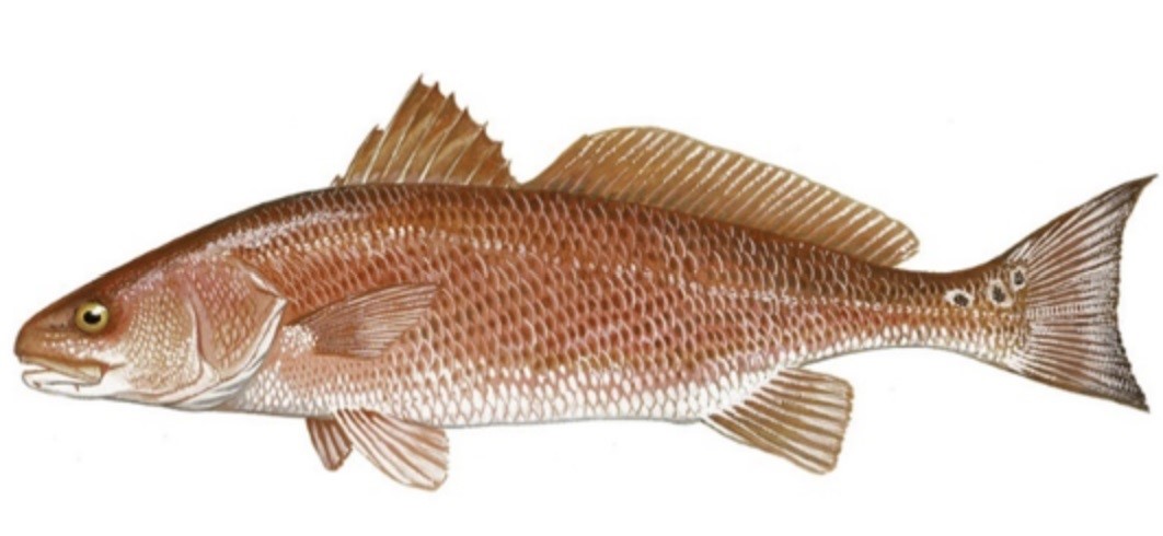 Florida Saltwater Fish - Redfish (Red Drum) Saltwater Fish