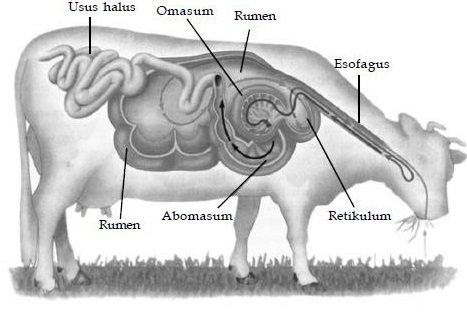 C:\Users\user\Downloads\tema 3 now\sapi.jpg