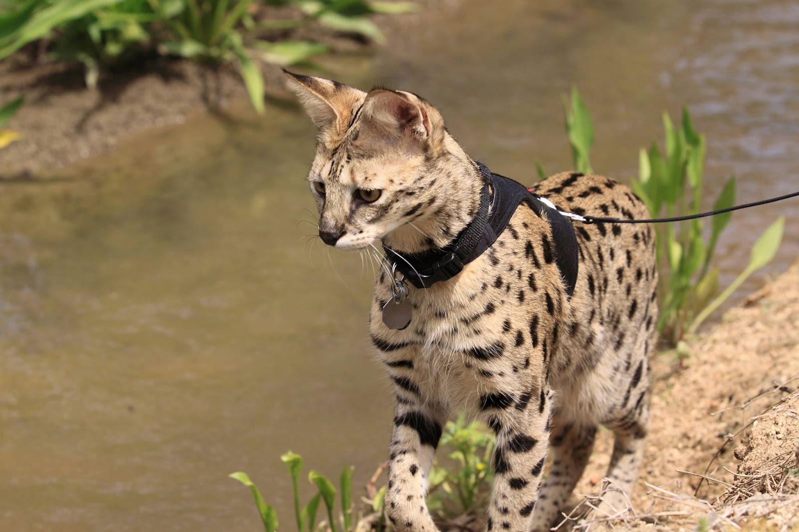 Savannah Cats Texas