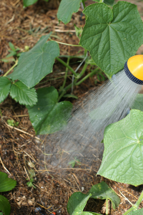 Practice drip irrigation