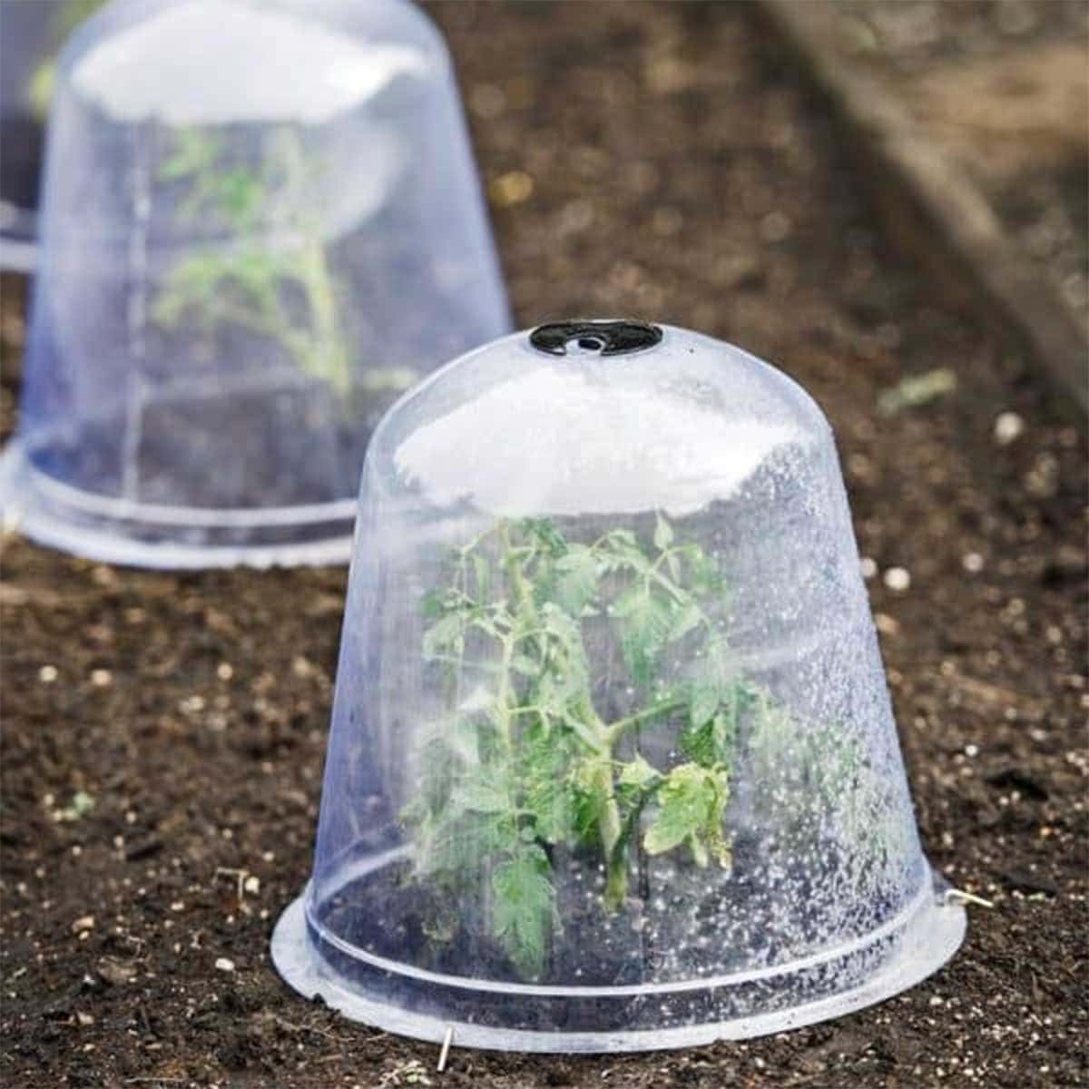 Solution: Protect the plant from frost