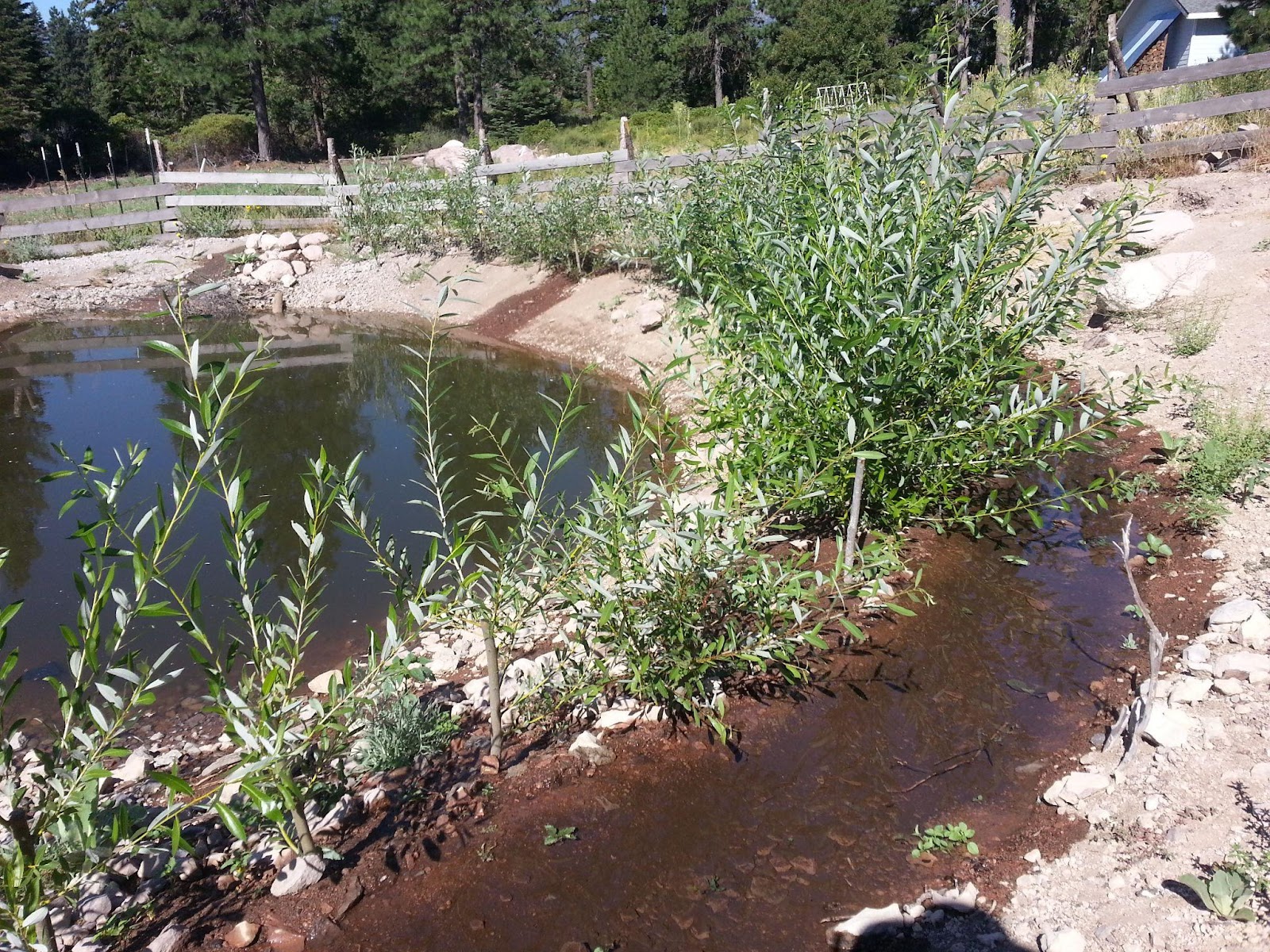 Young live stakes sprouting vigorously along the edge of a new pond.