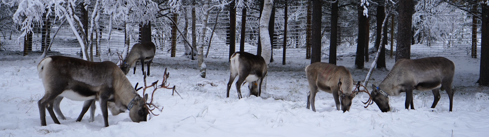 A group of deer in the snow

Description automatically generated