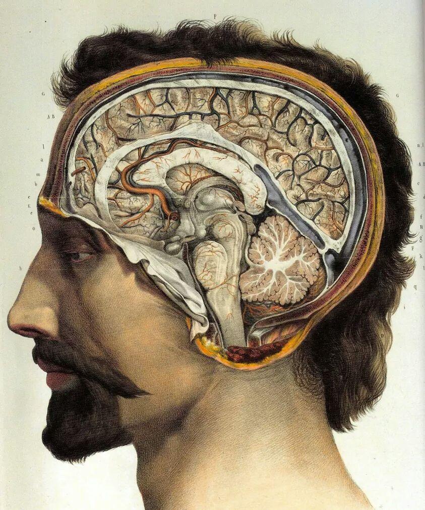 https://upload.wikimedia.org/wikipedia/commons/d/dc/Human_brain.jpg