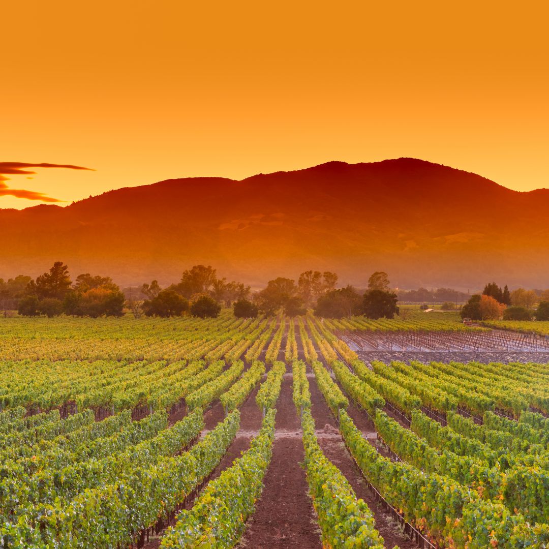 sunset vineyard