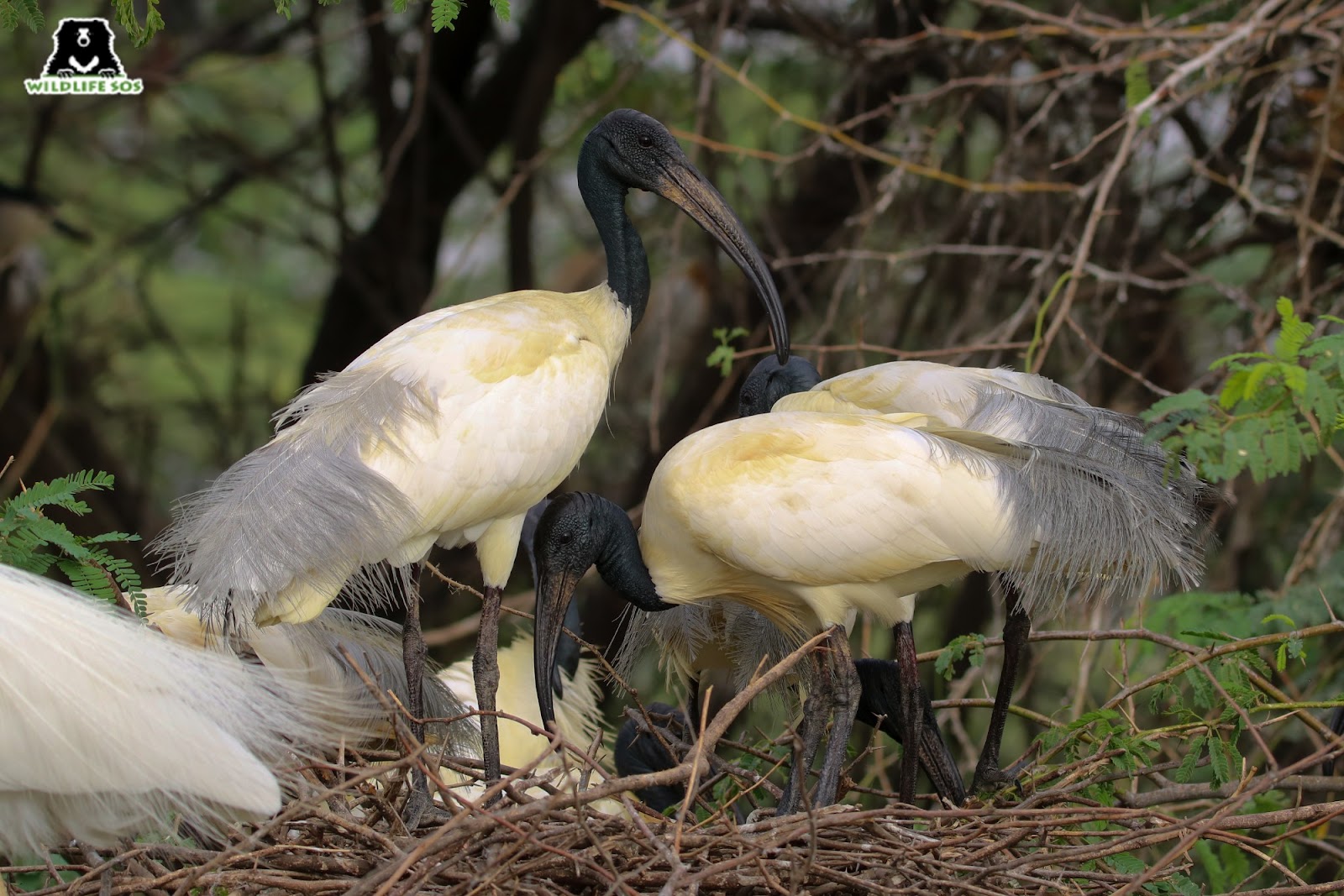 Birds That Woo With Their Moves!