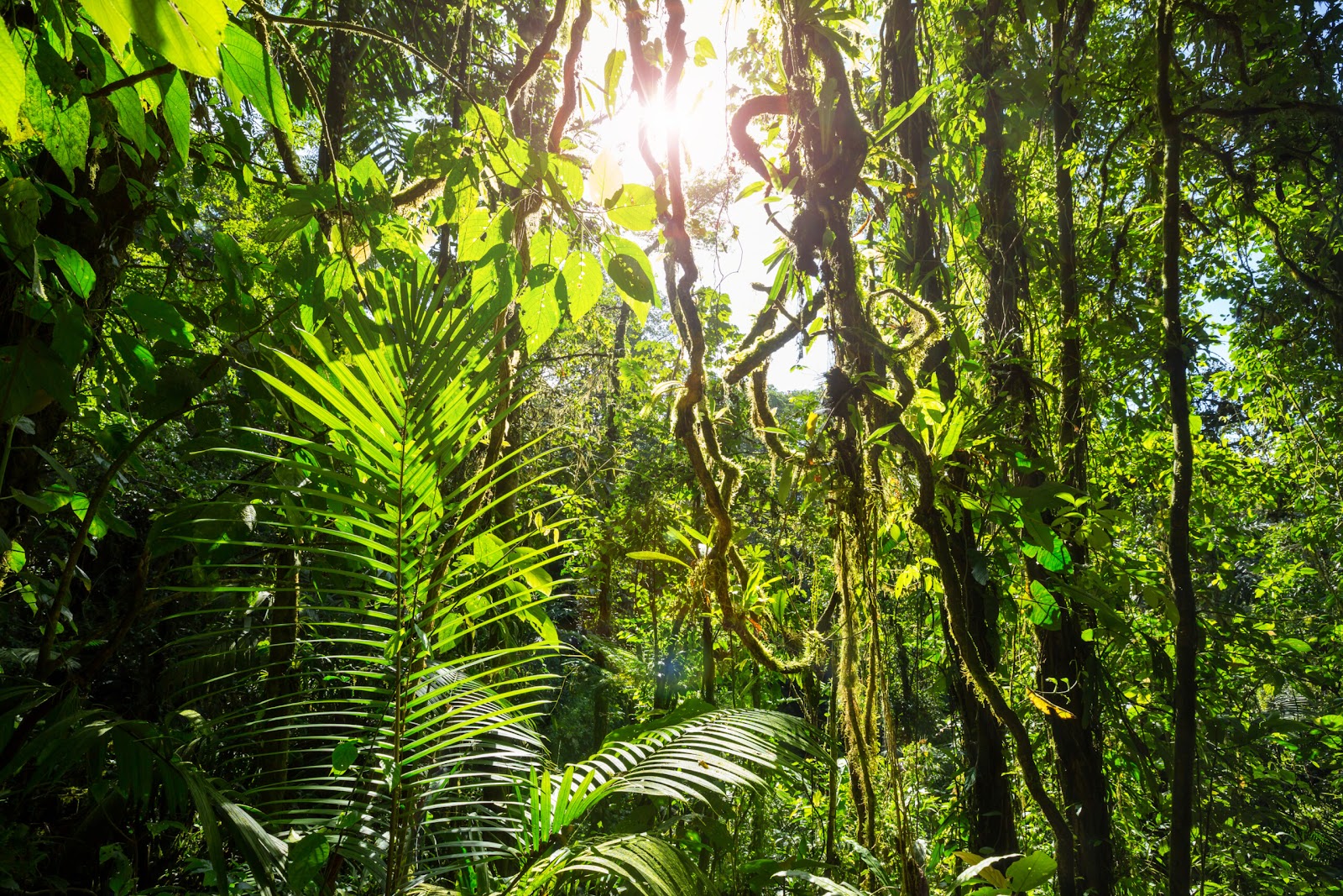 Discover forest bathing in Costa Rica