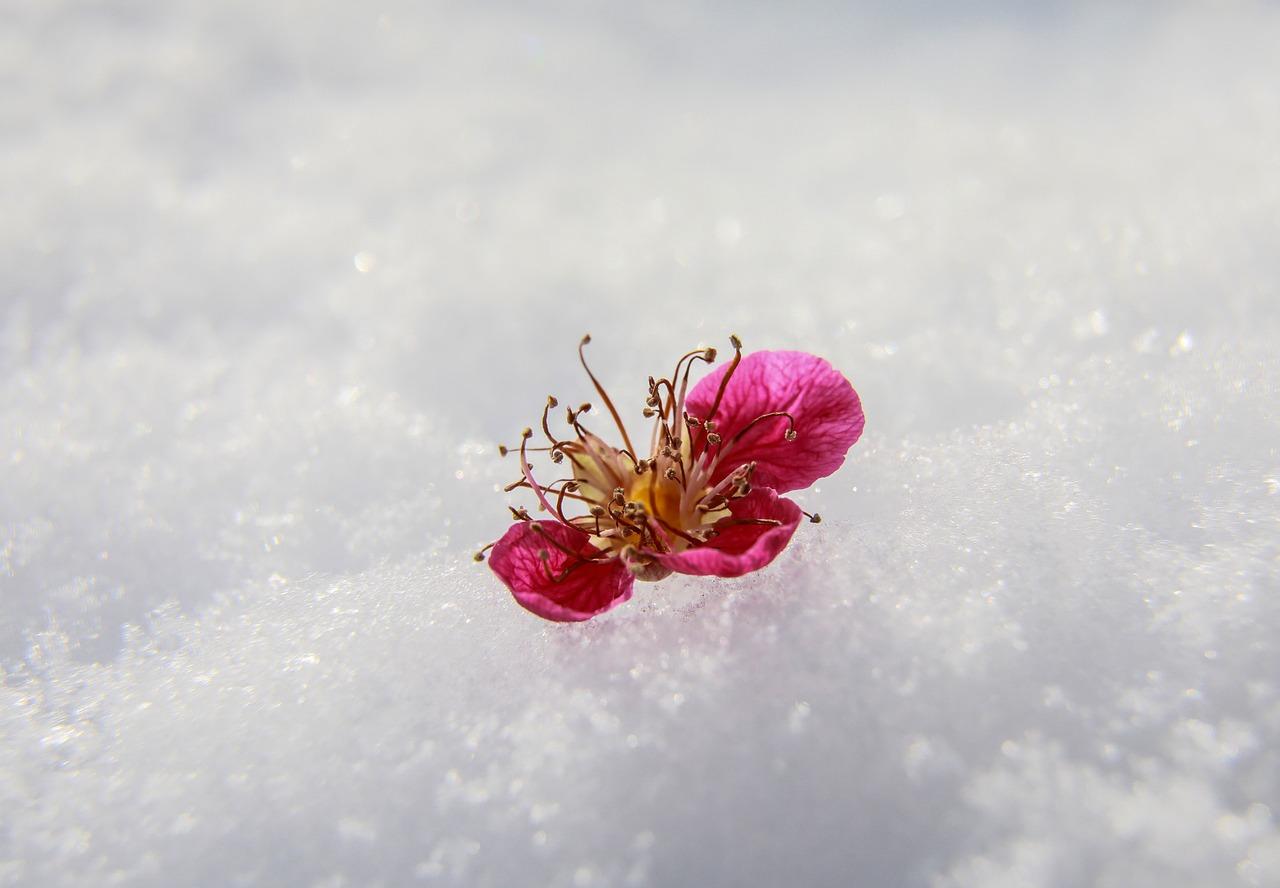 День Святого Валентина, Цветок В Снегу