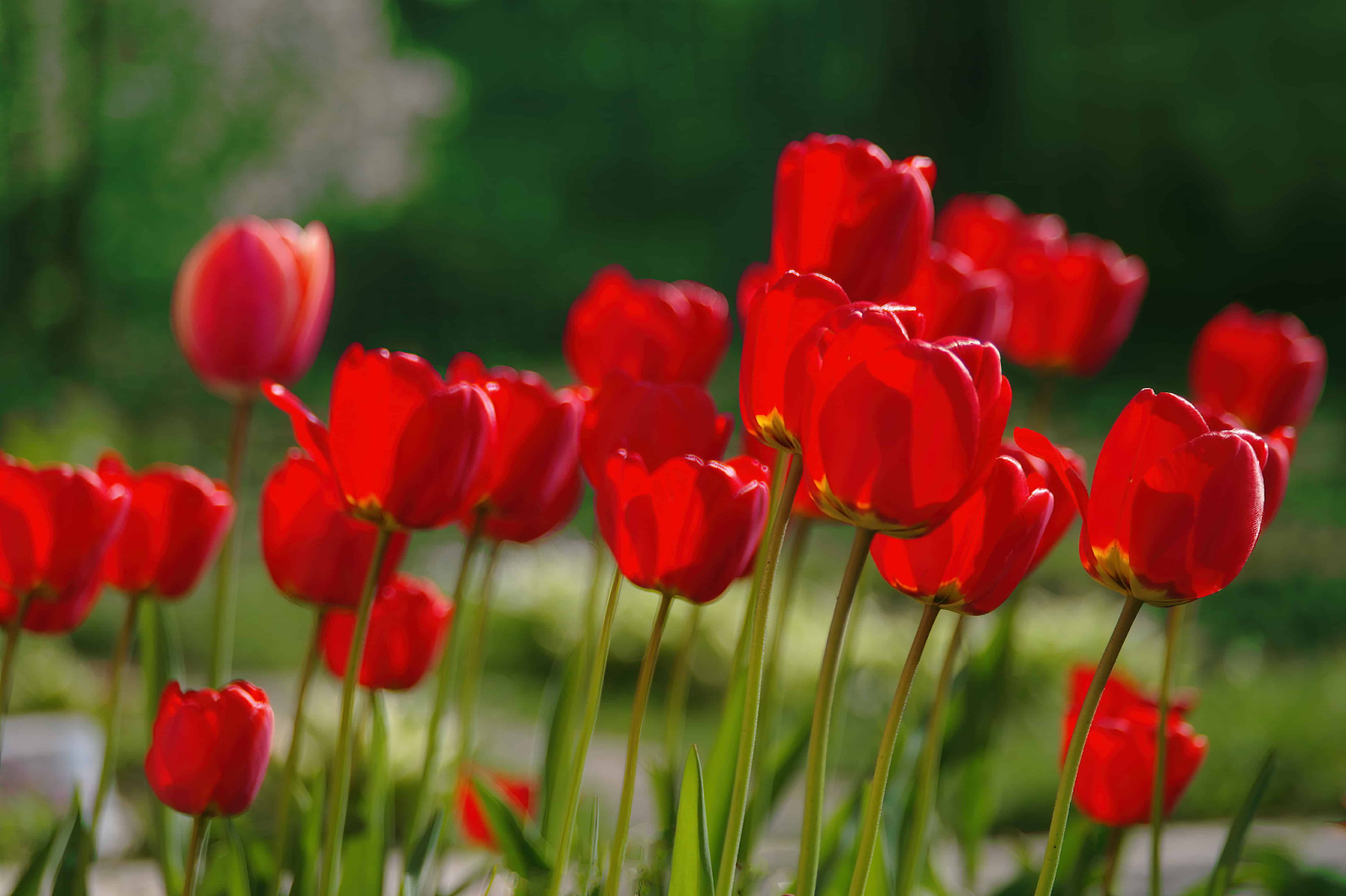 Red Tulips (Tulipa spp.)