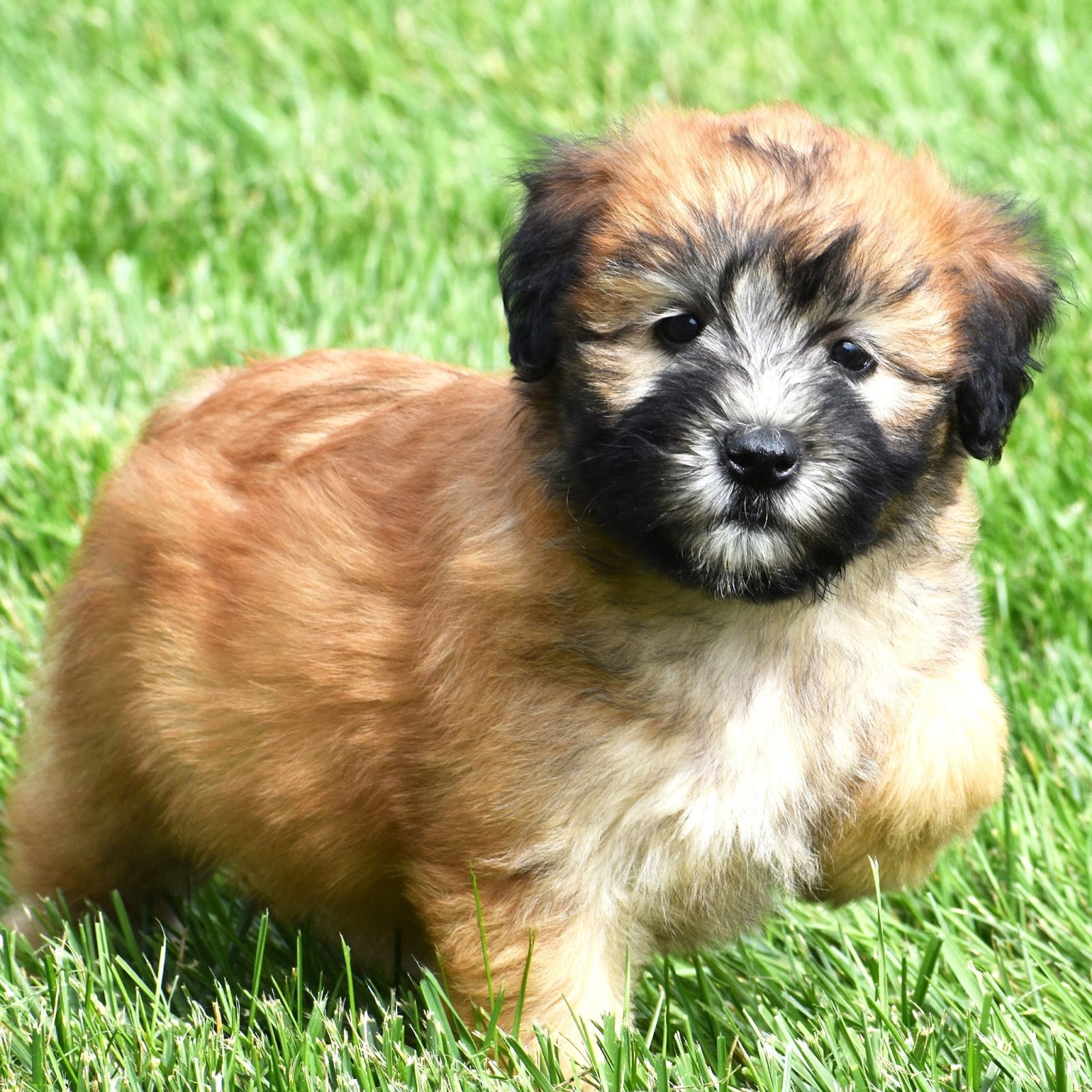 soft coated wheaten terrier puppy breed