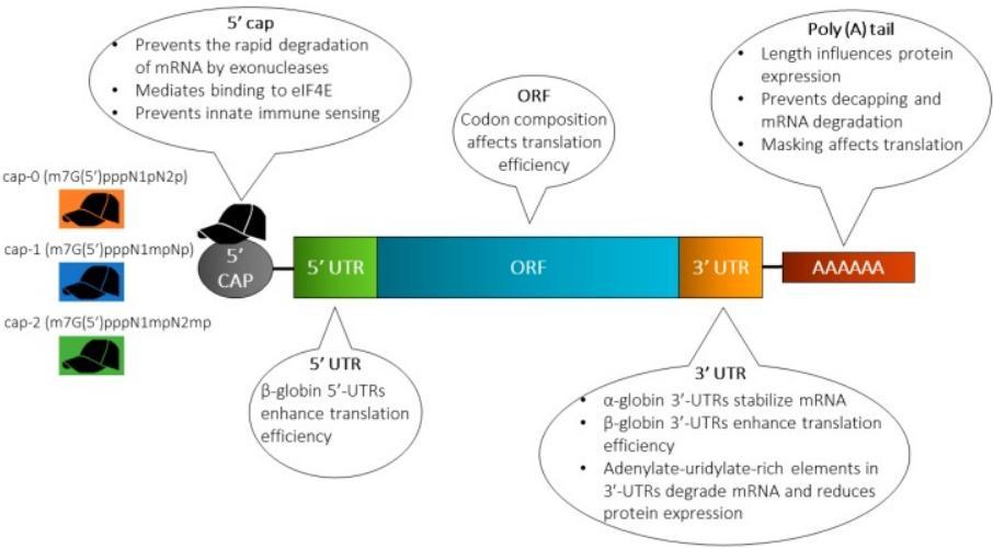 Structure-of-in-vitro-transcribed-IVT-mRNA-and-commonly-used-modification-strategies-