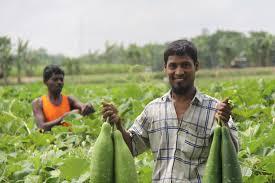 Rising Sea Levels Threaten Bangladesh Farmers. Hybrid Seeds Could Help Save  Them. - Securing Water for Food