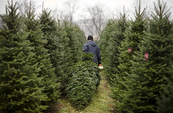 Choosing a local Christmas tree farm helps you save on shipping costs
