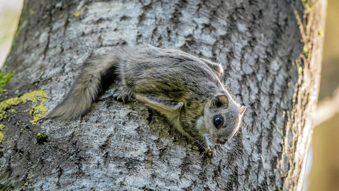 Flying Squirrels Connecticut