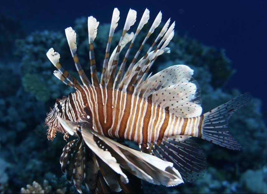 Types of Saltwater Fish - Rays - Lionfish