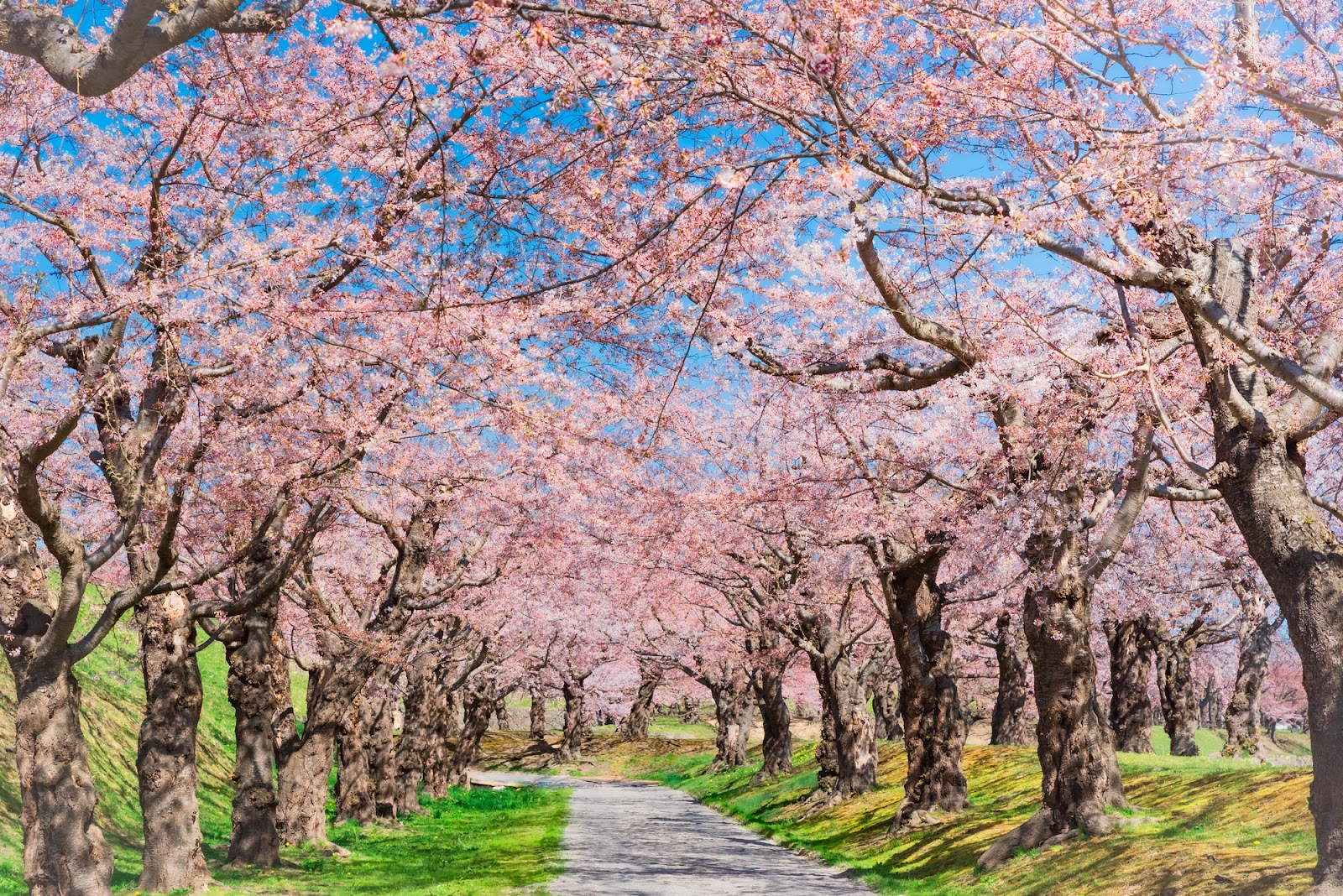 4月の北海道観光におすすめのスポット・服装・グルメ情報までまとめて紹介