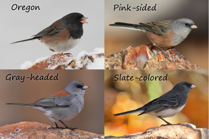 Junco-types-Bob-Walker