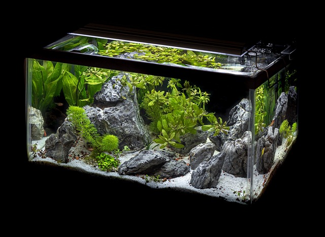 Building Saltwater Fish Tank with live rock and sand, leaves