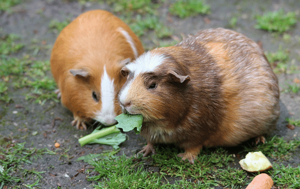 Can Guinea Pigs Eat Chinchilla Food