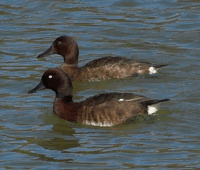 Madagascar Pochard as a pair