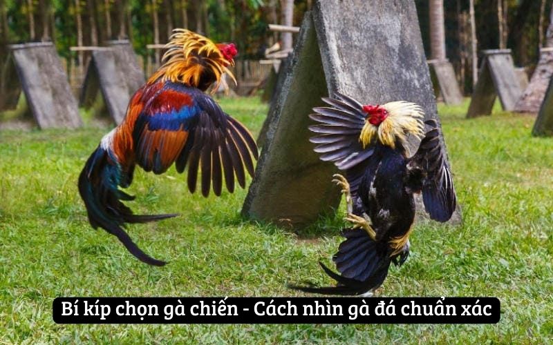 Bí kíp chọn gà chiến - Cách nhìn gà đá chuẩn xác