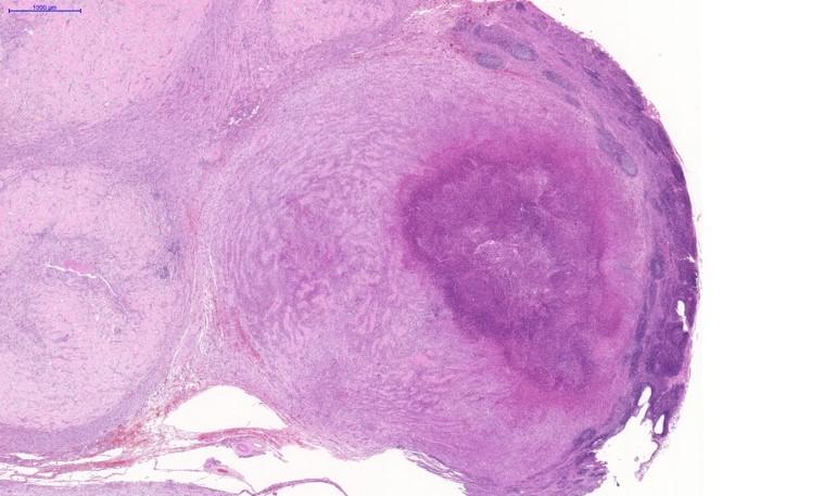 A close-up of a cell

Description automatically generated