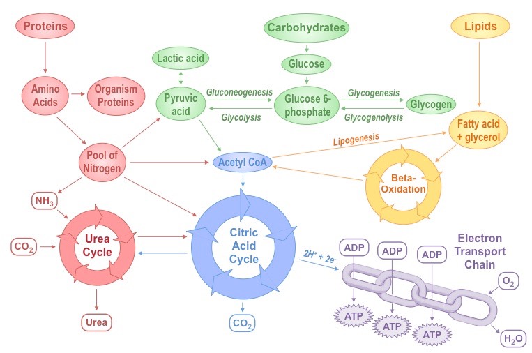 metabolic processes (bold)