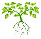 http://us.cdn1.123rf.com/168nwm/krisdog/krisdog1204/krisdog120400025/13081167-green-tree-graphic-design-concept-with-long-roots.jpg