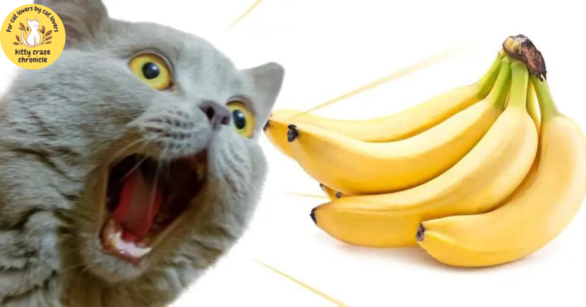 Downsides of Feeding Cats Bananas