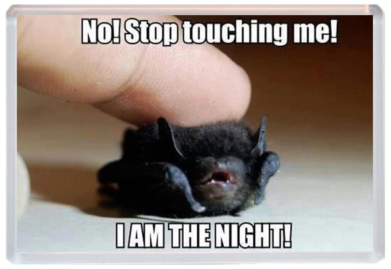 Cute bat meme I am the night