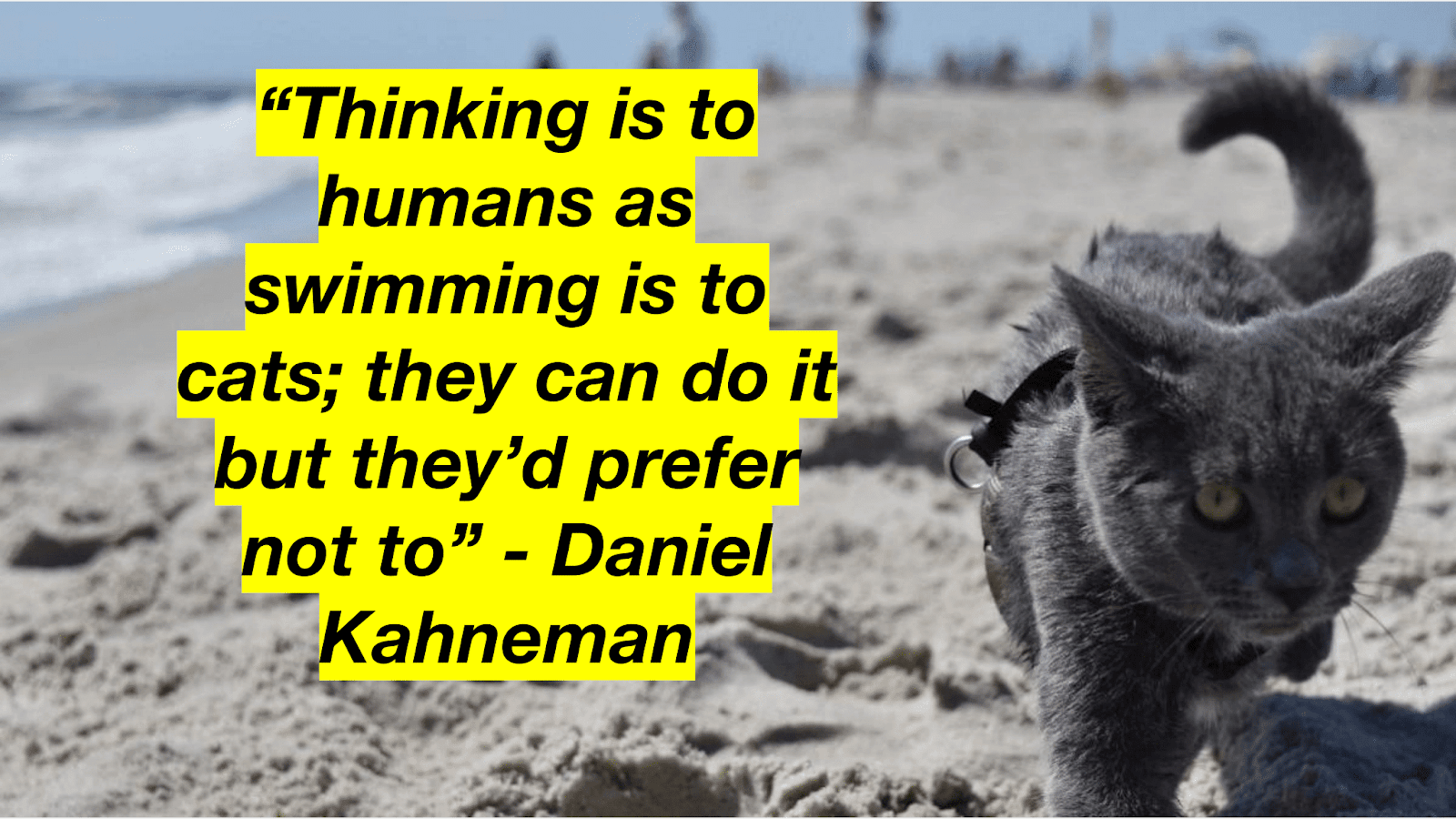 Photo of a cat on the beach with the quote: “Thinking is to humans as swimming is to cats; they can do it, but they'd rather not.“