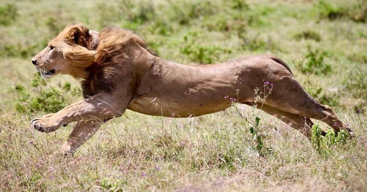 Discover How Fast Lions Can Run: Lion Speed