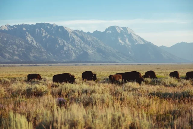 Buffalo, Wyoming