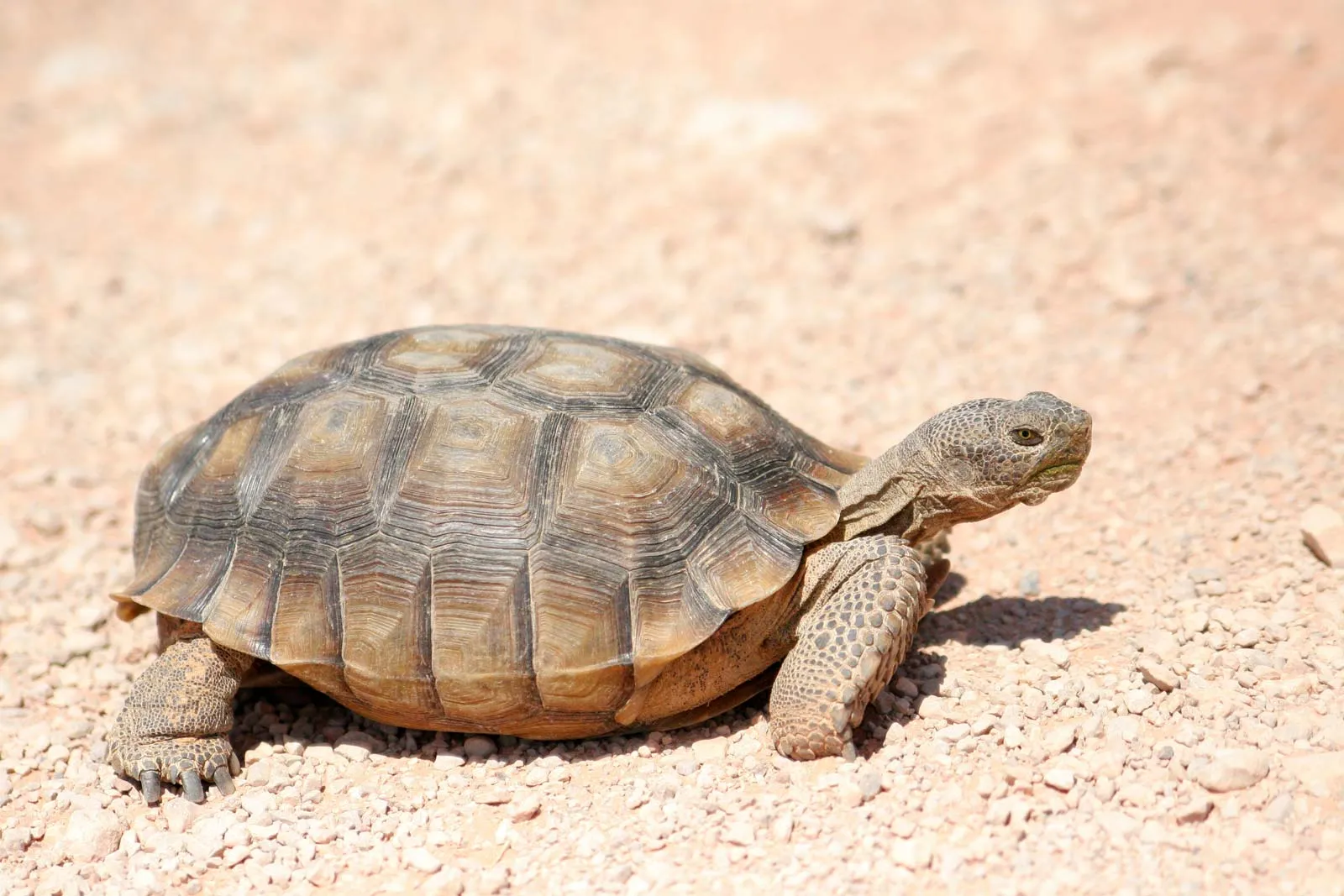 How Smart Are Tortoises