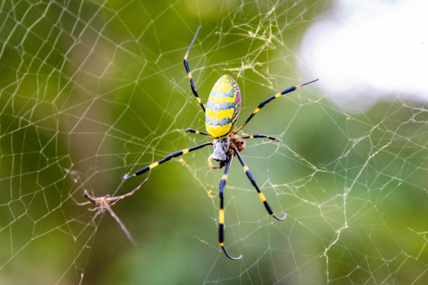 Spider Season Is Coming - These Are the Species to Be Worried About