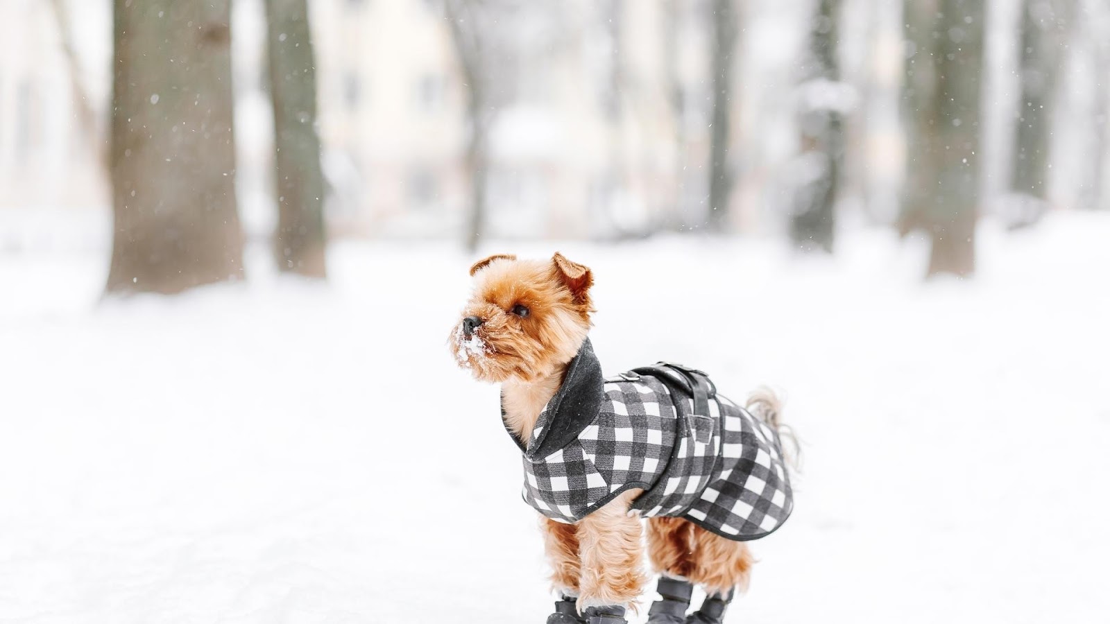 Dog Coats for Winter