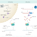 RNA-interference