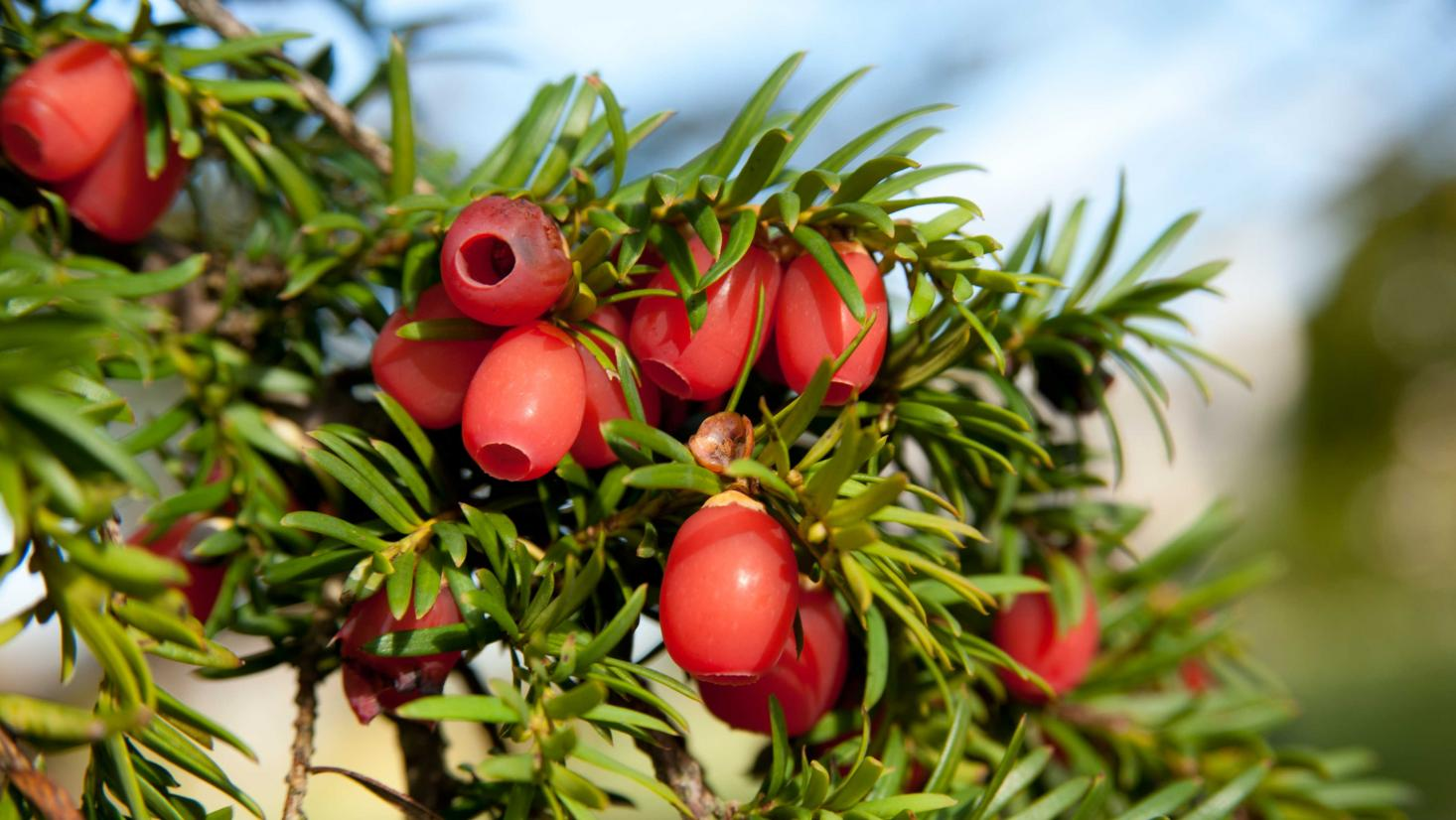 Yew Trees (Taxus spp.)