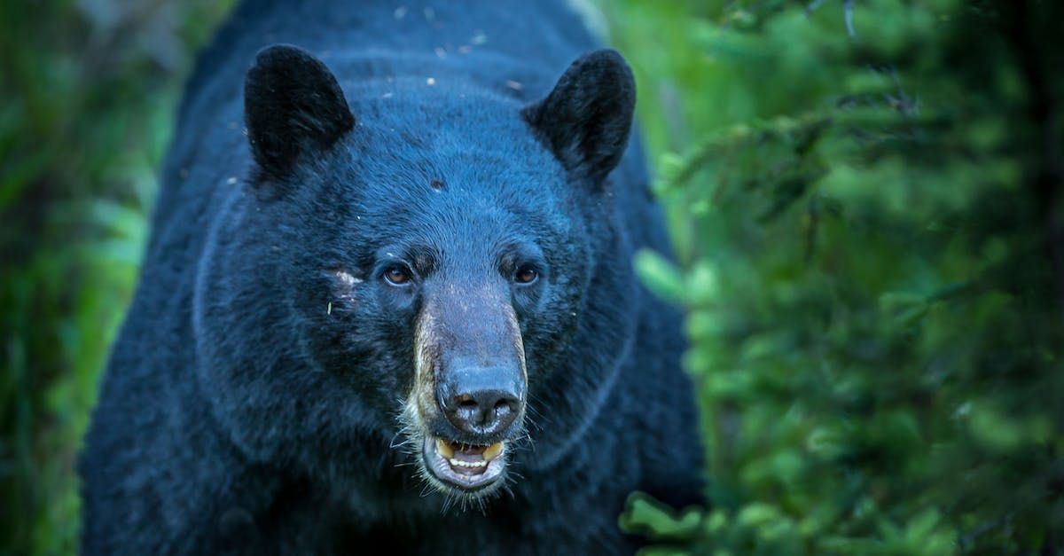 1. Louisiana Black Bear