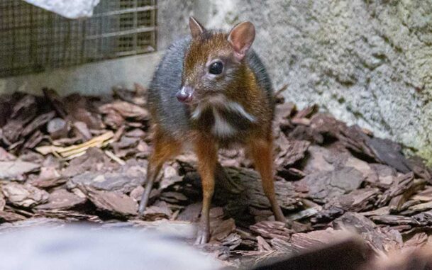 В Варшавском зоопарке родился мышиный олень