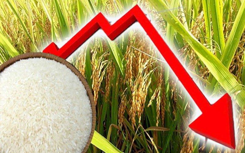 VNTB – Giá lúa đang giảm mạnh sau Tết Giáp Thìn