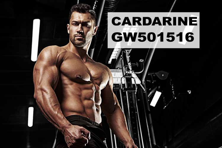 GW501516 (Cardarine) Guide for Fat Burning 2024: GW-501516 SARM