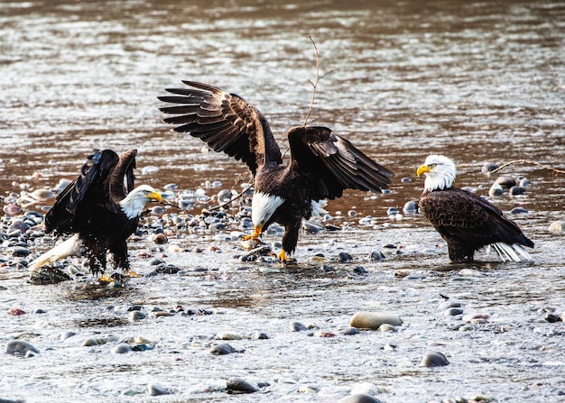Legal Eagles Mastering Criminal Law