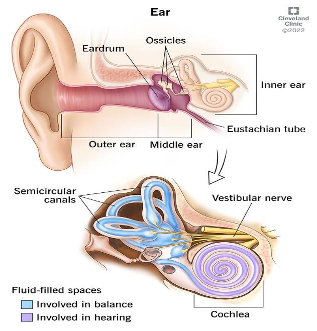 Anatomy of the outer, middle and inner ear.
